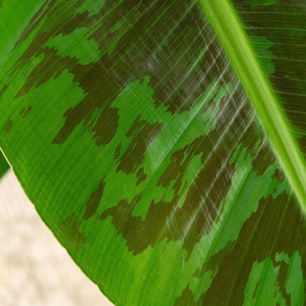 Bananier Dwarf Cavendish - 140 cm