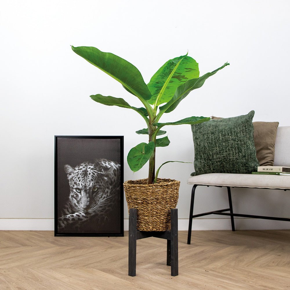 Bananier Dwarf Cavendish - 140 cm