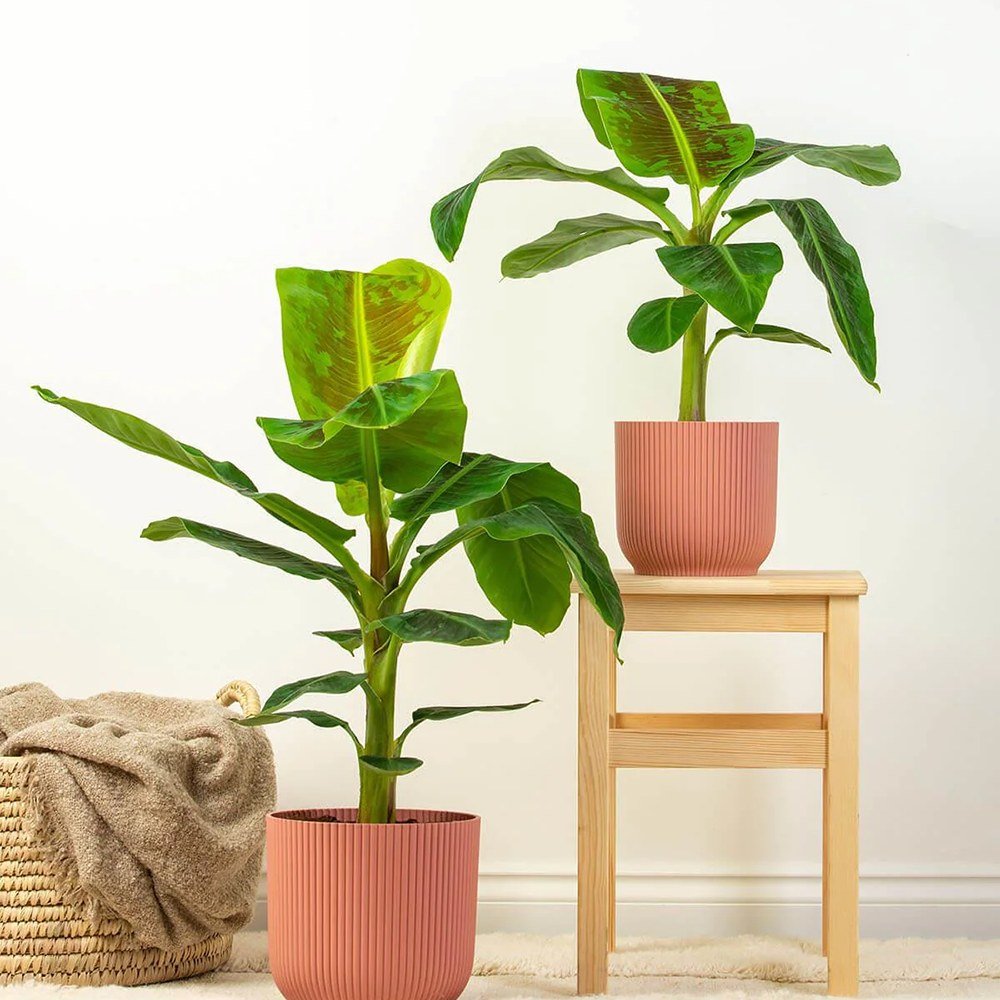 Bananier Dwarf Cavendish - 140 cm