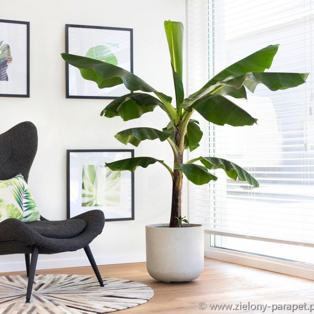 Bananier Dwarf Cavendish - 140 cm