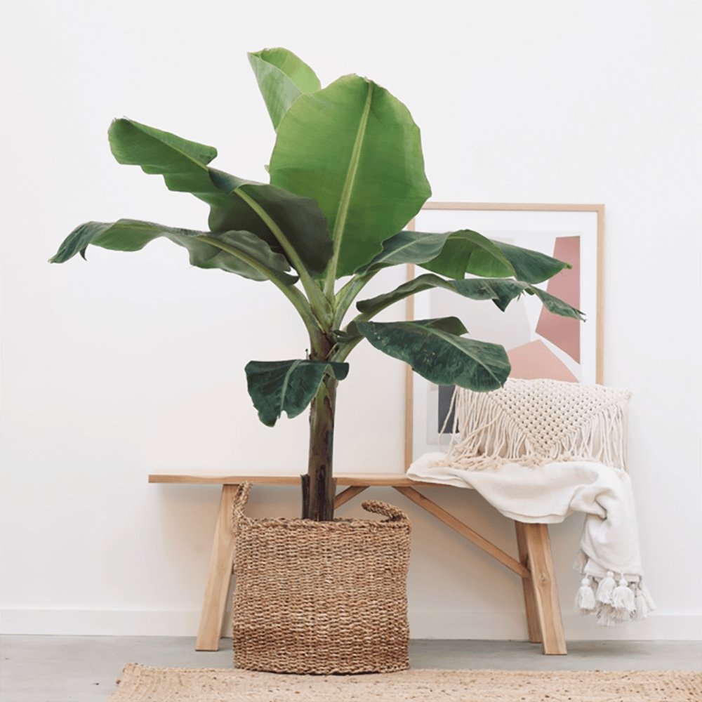 Bananier Dwarf Cavendish - 140 cm