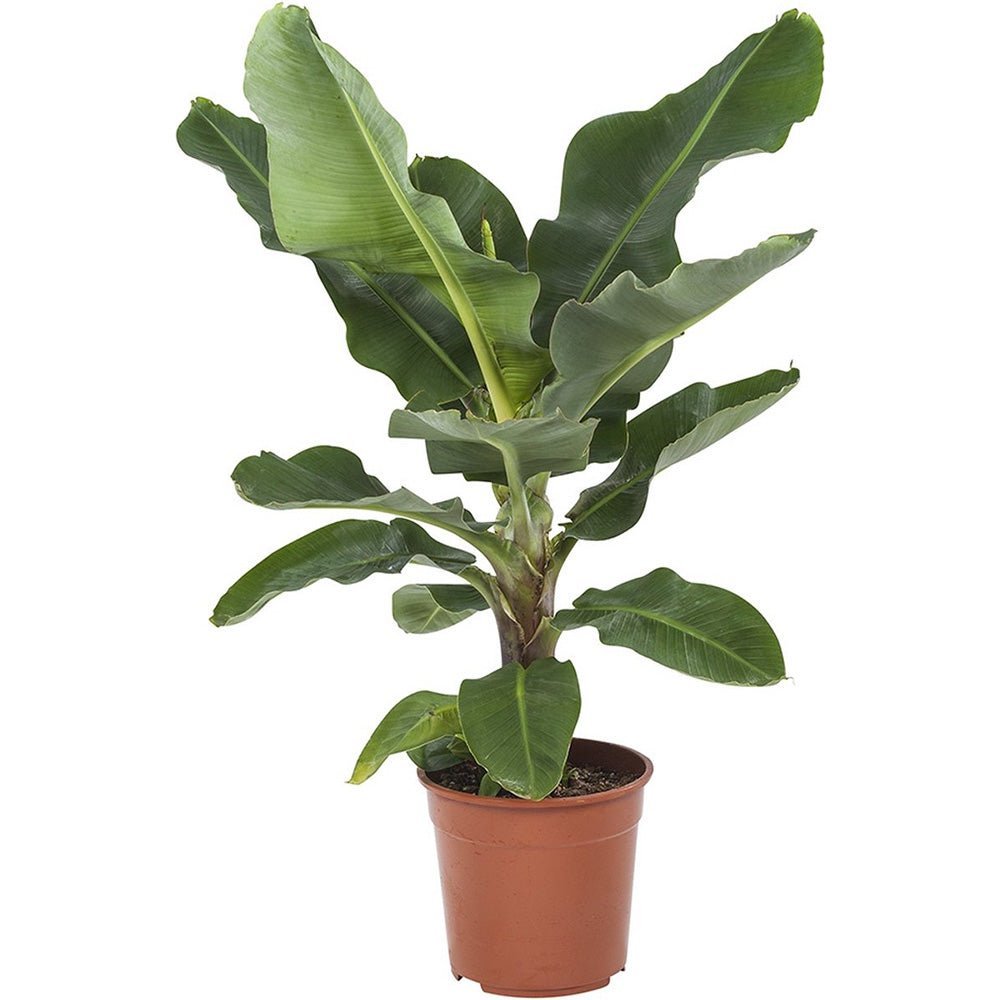 Bananier Dwarf Cavendish - 140 cm