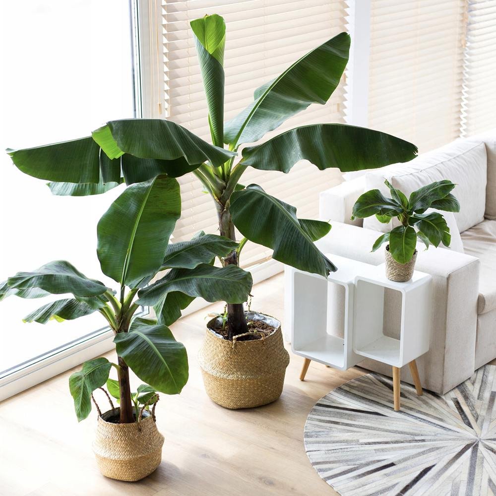 Bananier (Musa Tropicana) - 150 cm