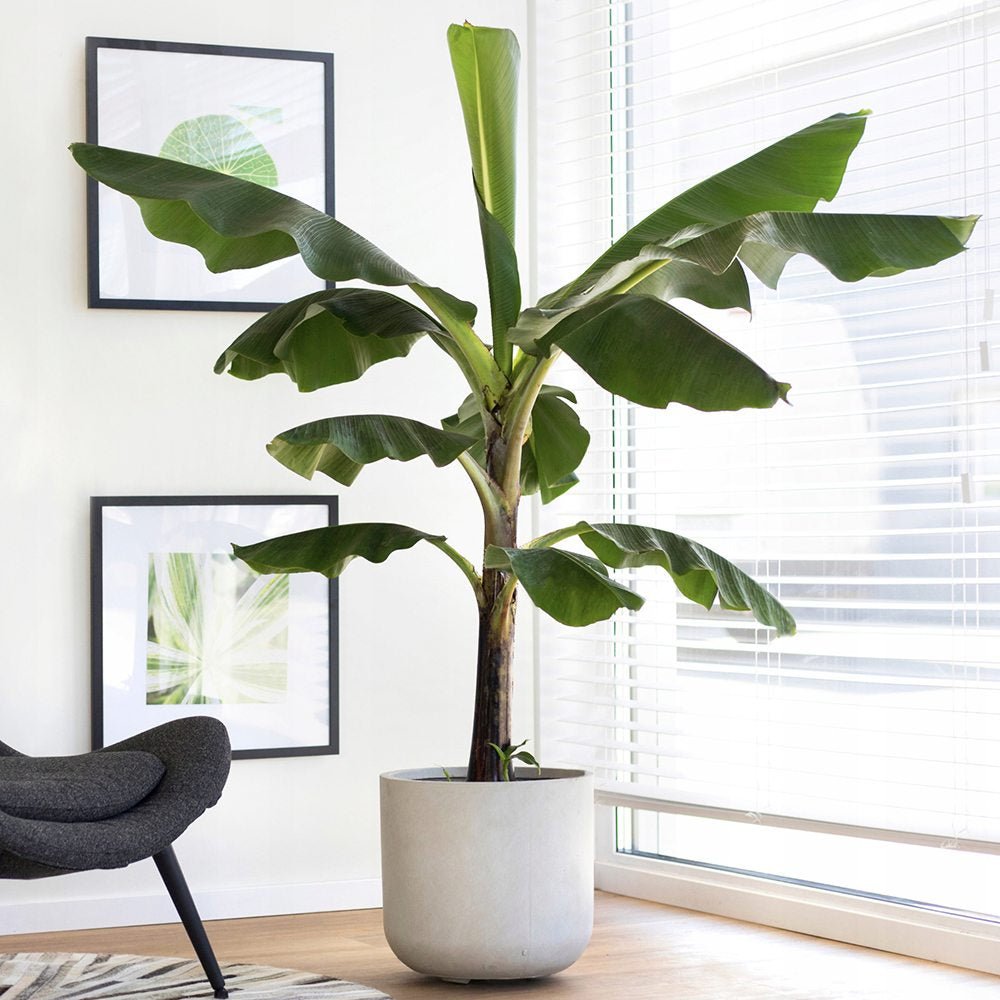 Bananier (Musa Tropicana) - 150 cm