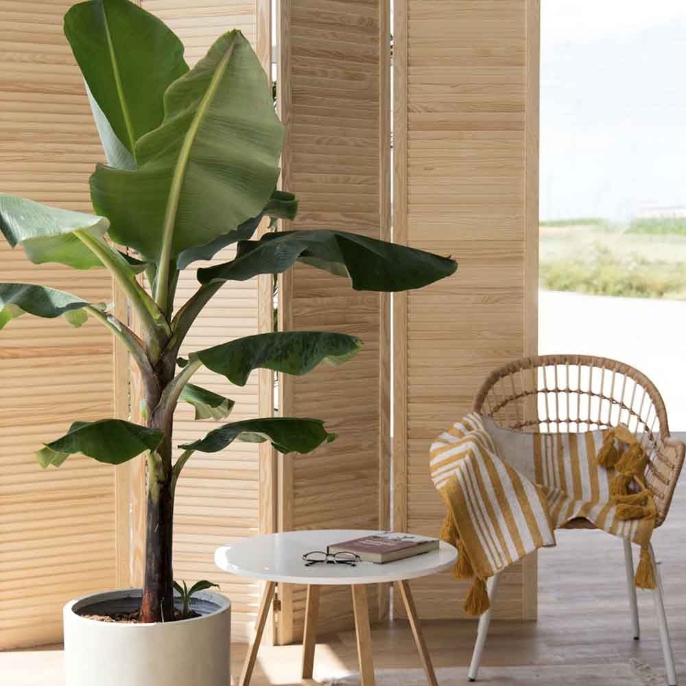 Bananier (Musa Tropicana) - 150 cm