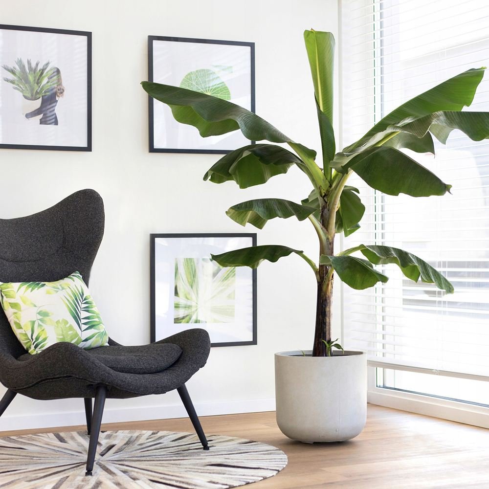 Bananier (Musa Tropicana) - 150 cm