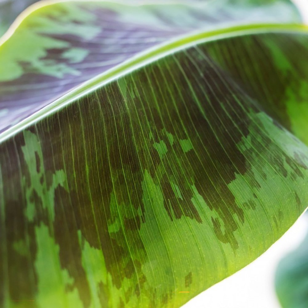 Bananier (Musa Tropicana) - 150 cm