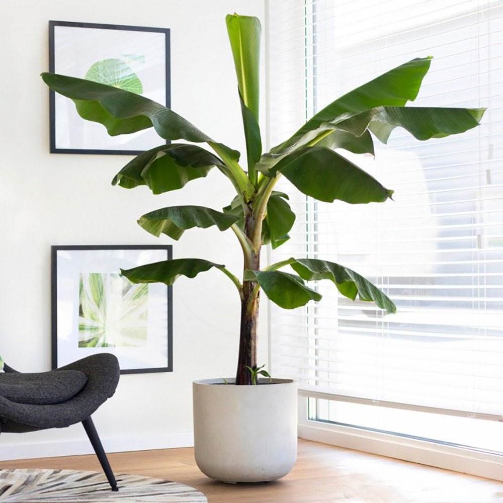 Bananier (Musa Tropicana) - 150 cm