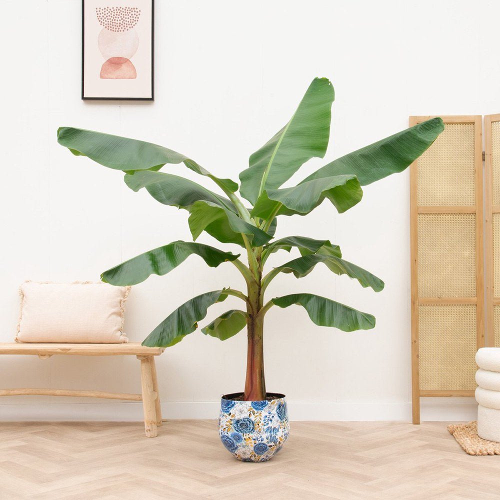 Bananier (Musa Tropicana) - 150 cm