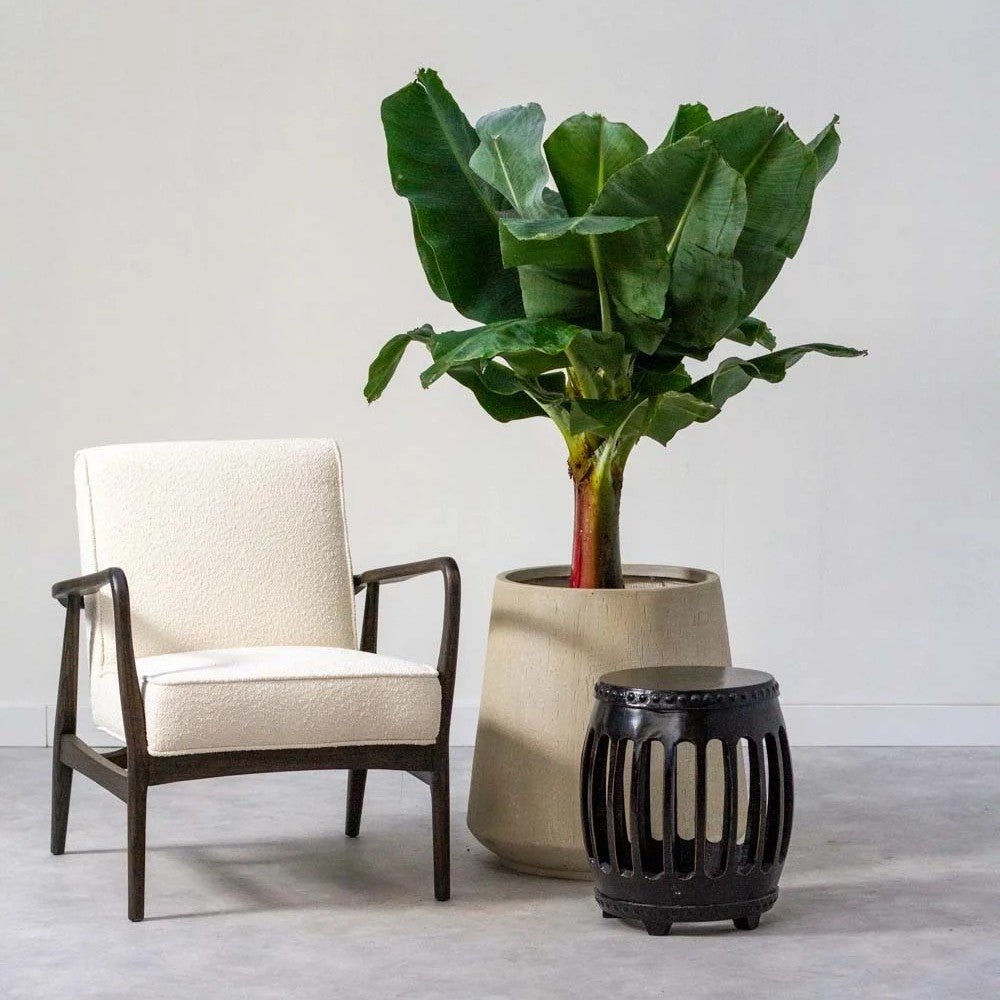 Bananier (Musa Tropicana) - 150 cm