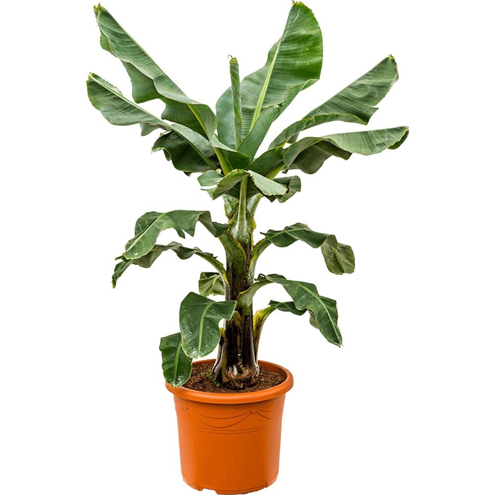 Bananier (Musa Tropicana) - 150 cm