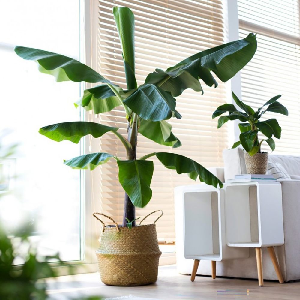 Bananier (Musa Tropicana) - 150 cm