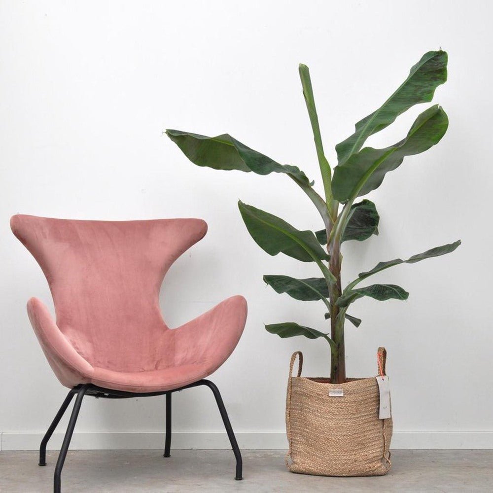 Bananier (Musa Tropicana) - 150 cm