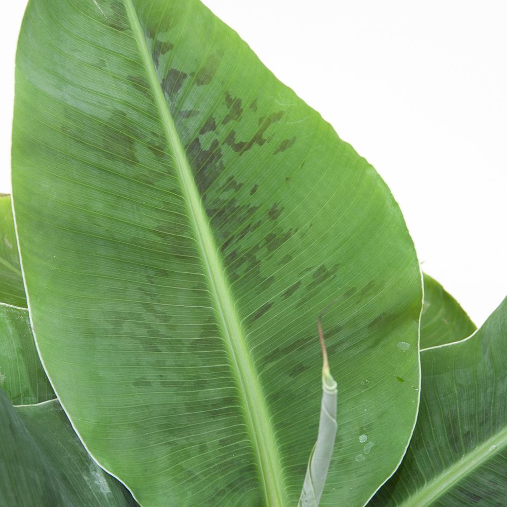 Bananier (Musa Tropicana) - 150 cm