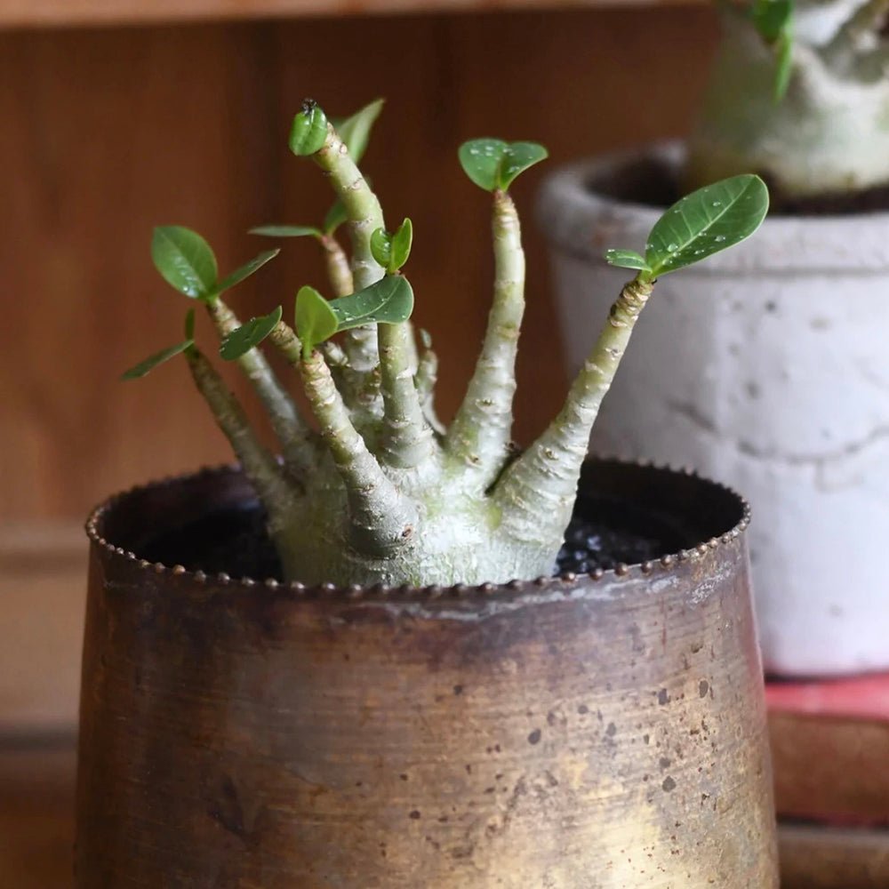 Trandafirul desertului Baobab Bonsai (Adenium Ansu Baobab)