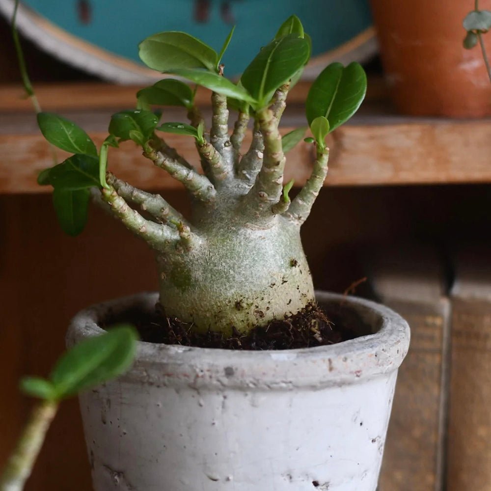 Trandafirul desertului Baobab Bonsai (Adenium Ansu Baobab)