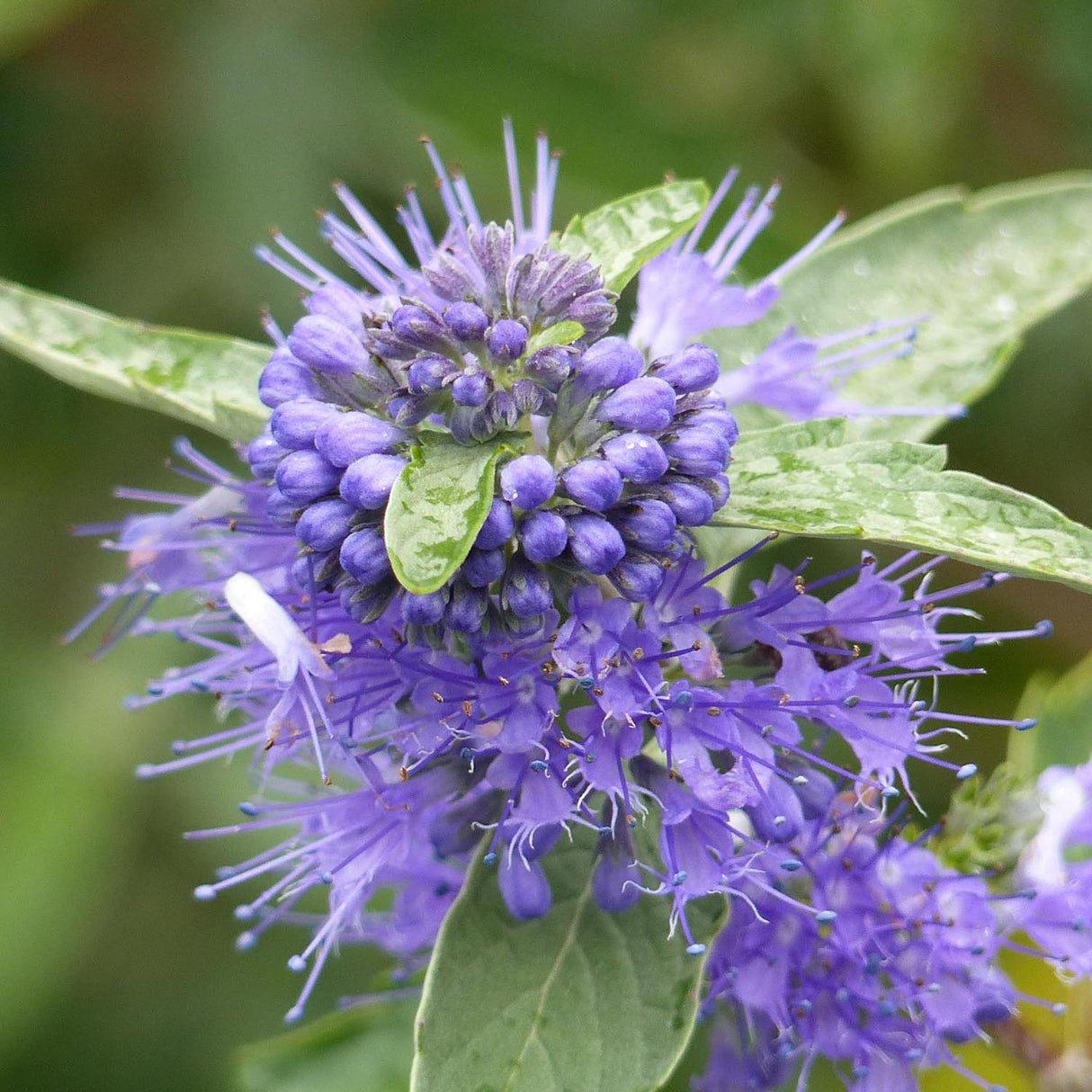 Barba Albastra (Caryopteris) Heavenly Blue