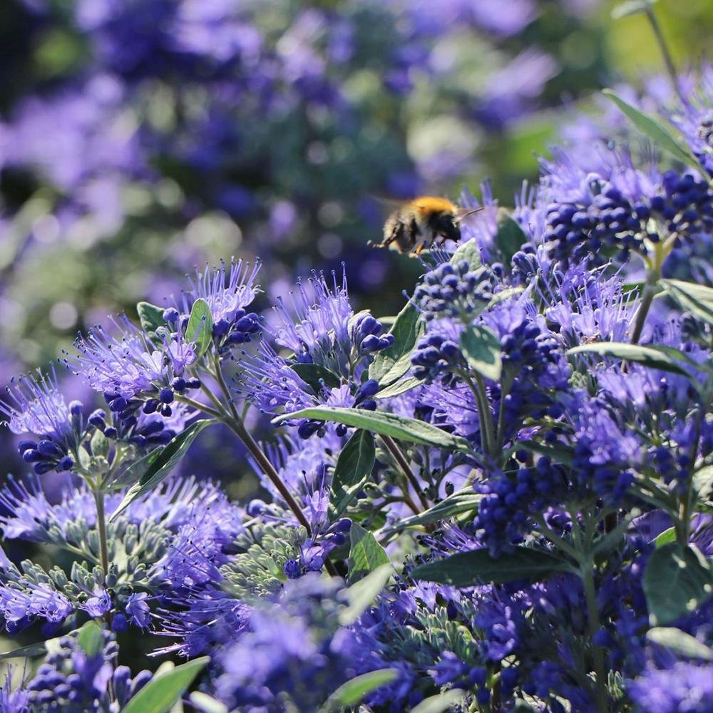 Barba Albastra (Caryopteris) Heavenly Blue