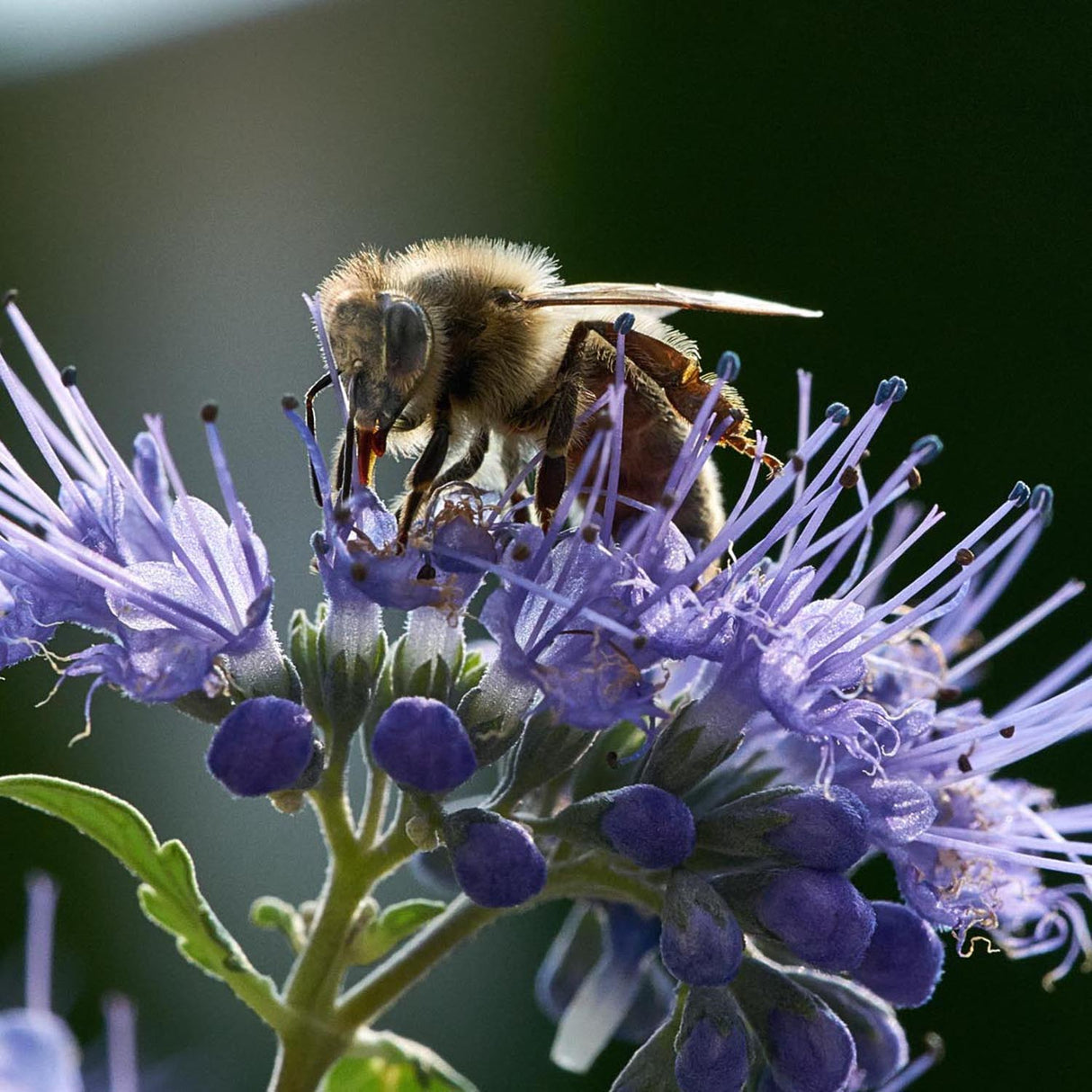 Barba Albastra (Caryopteris) Heavenly Blue
