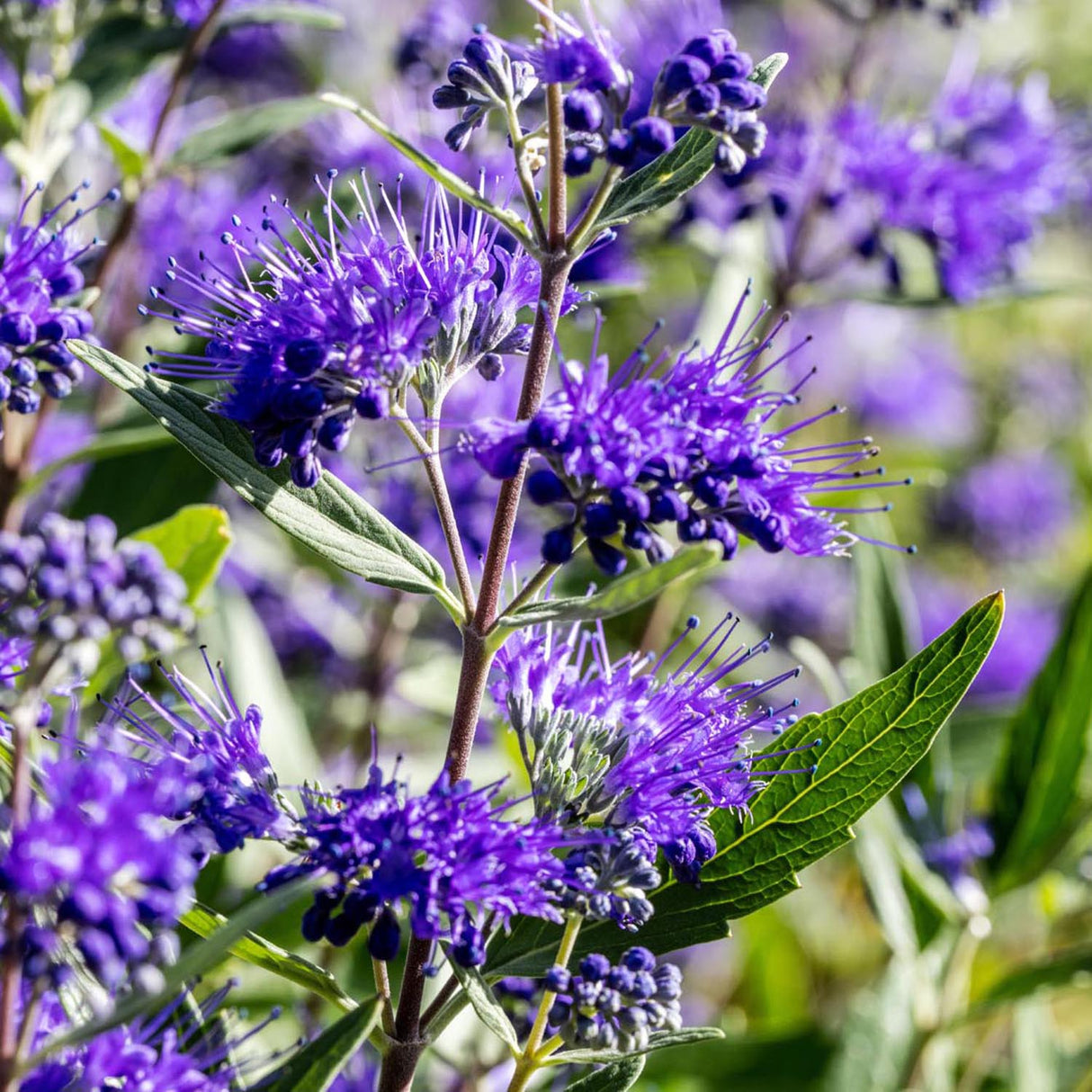 Barba Albastra (Caryopteris) Heavenly Blue