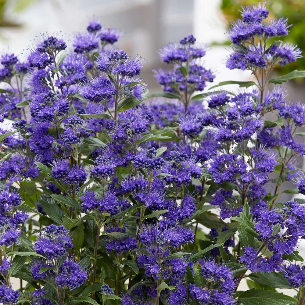 Barba Albastra (Caryopteris) Heavenly Blue