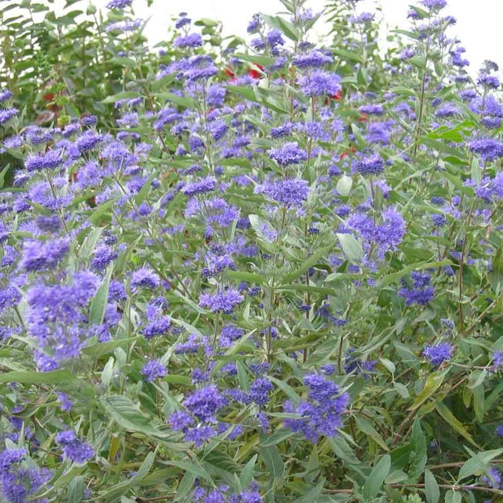 Barba Albastra (Caryopteris) Sterling Silver