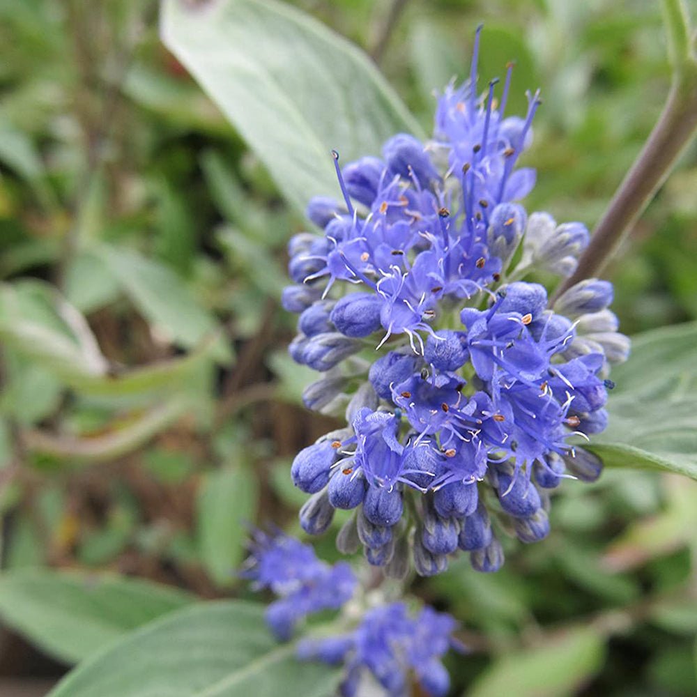 Barba Albastra (Caryopteris) Sterling Silver