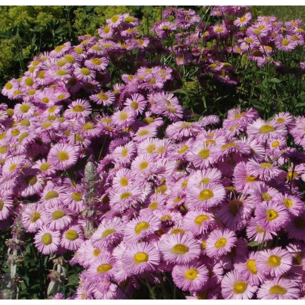 Batranis Erigeron Rosa Juwel