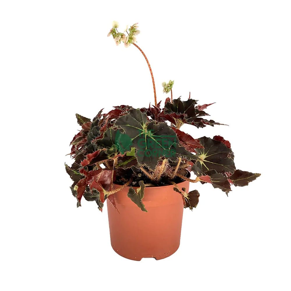 Begonia Evy, cu frunze decorative verzi-burgundiu