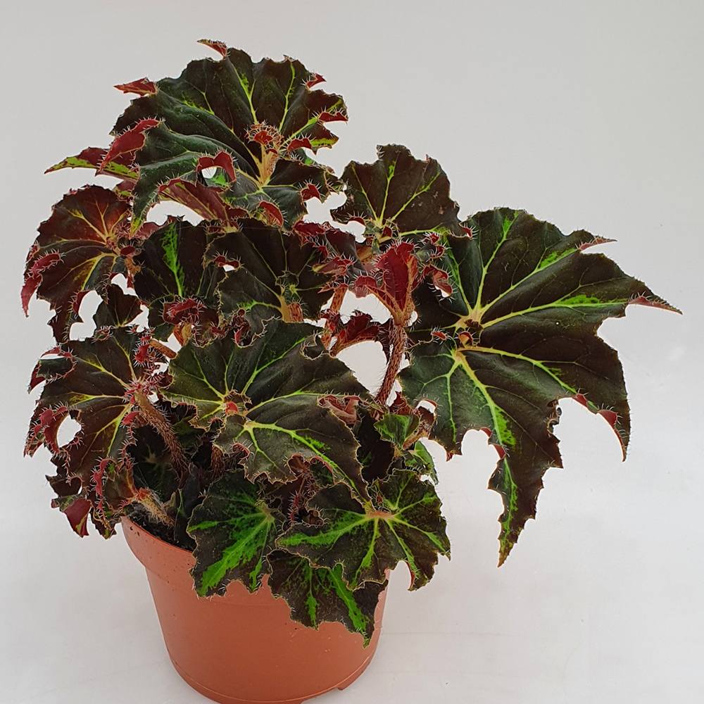 Begonia Evy, cu frunze decorative verzi-burgundiu