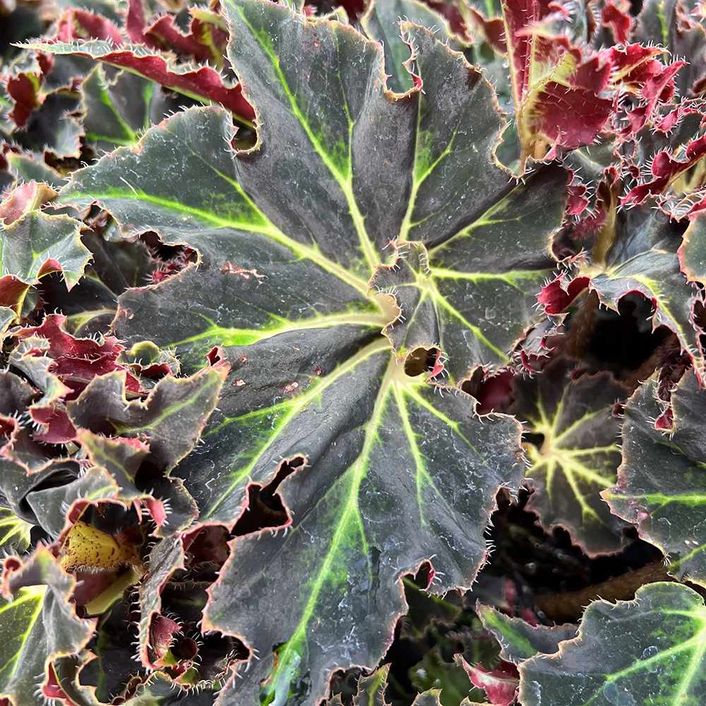 Begonia Evy, cu frunze decorative verzi-burgundiu