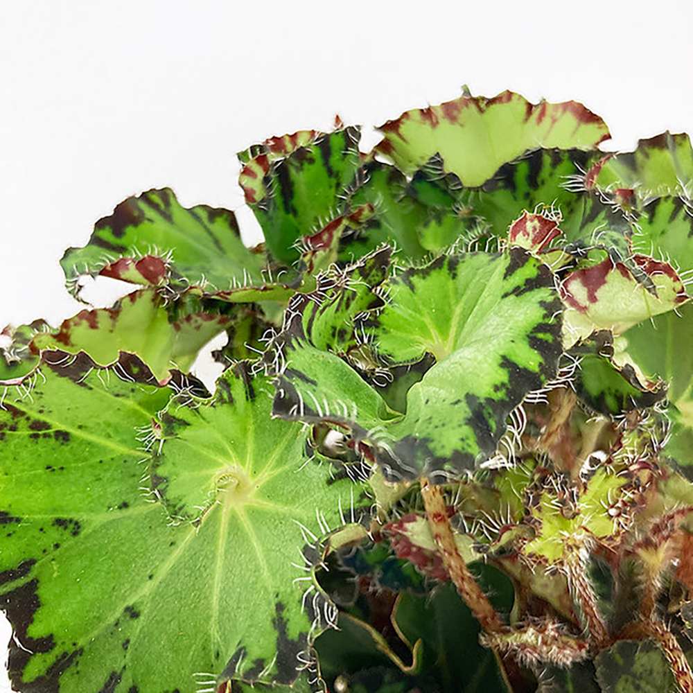 Begonia Fem, cu frunze decorative verzi-inchis lucios