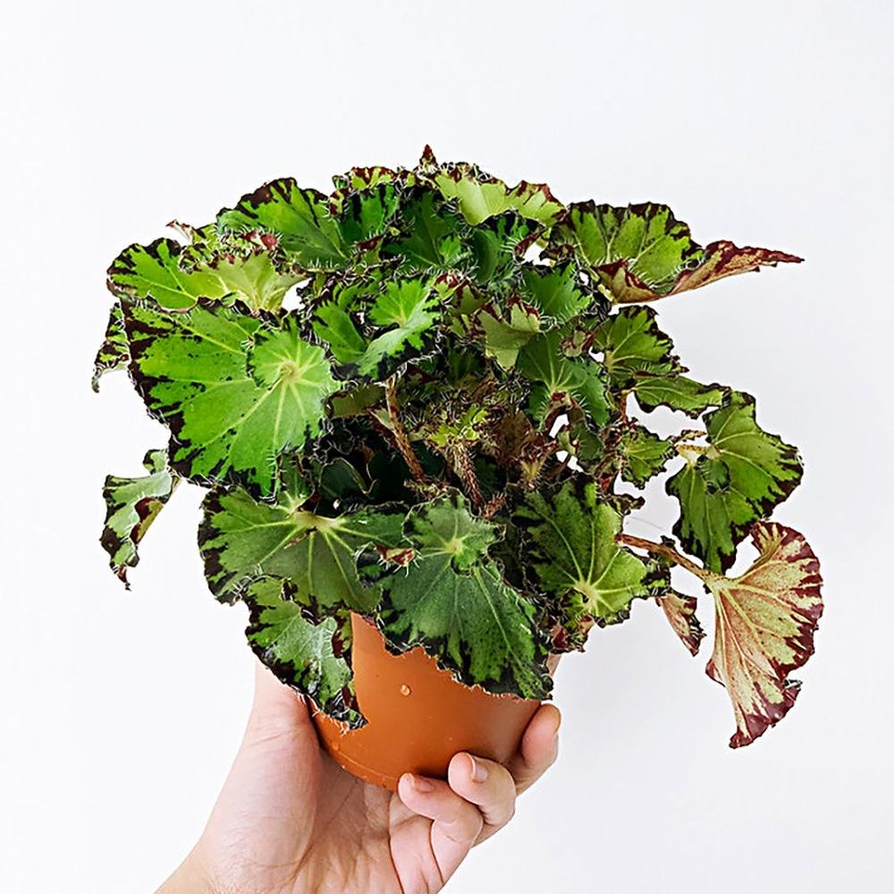 Begonia Fem, cu frunze decorative verzi-inchis lucios