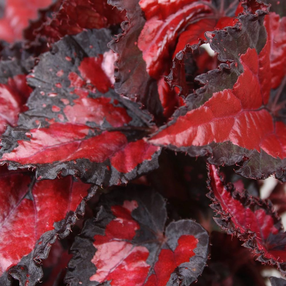 Begonia Inca Night, cu frunze decorative rosu cu negru