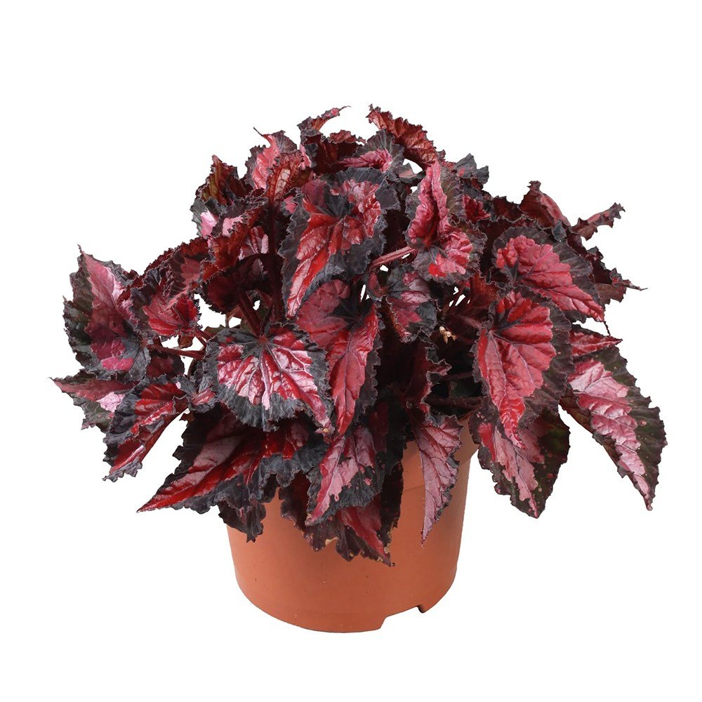 Begonia Inca Night, cu frunze decorative rosu cu negru