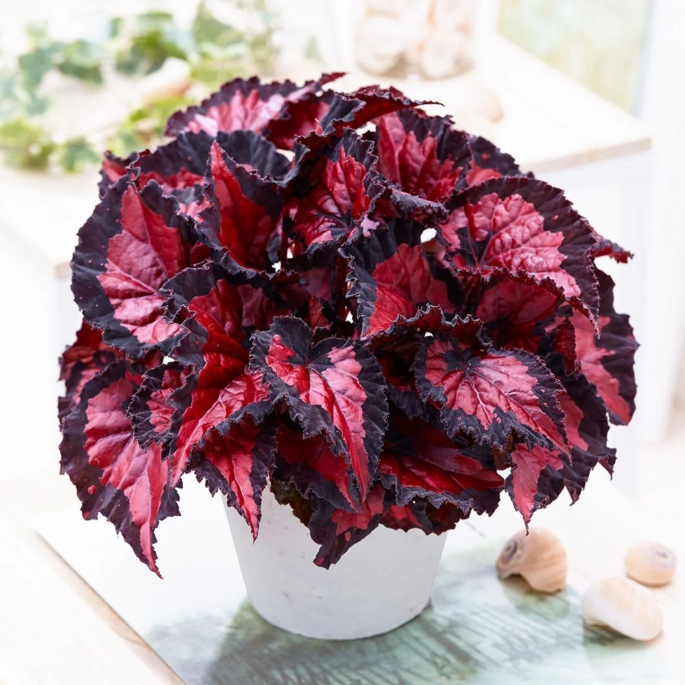 Begonia Inca Night, cu frunze decorative rosu cu negru