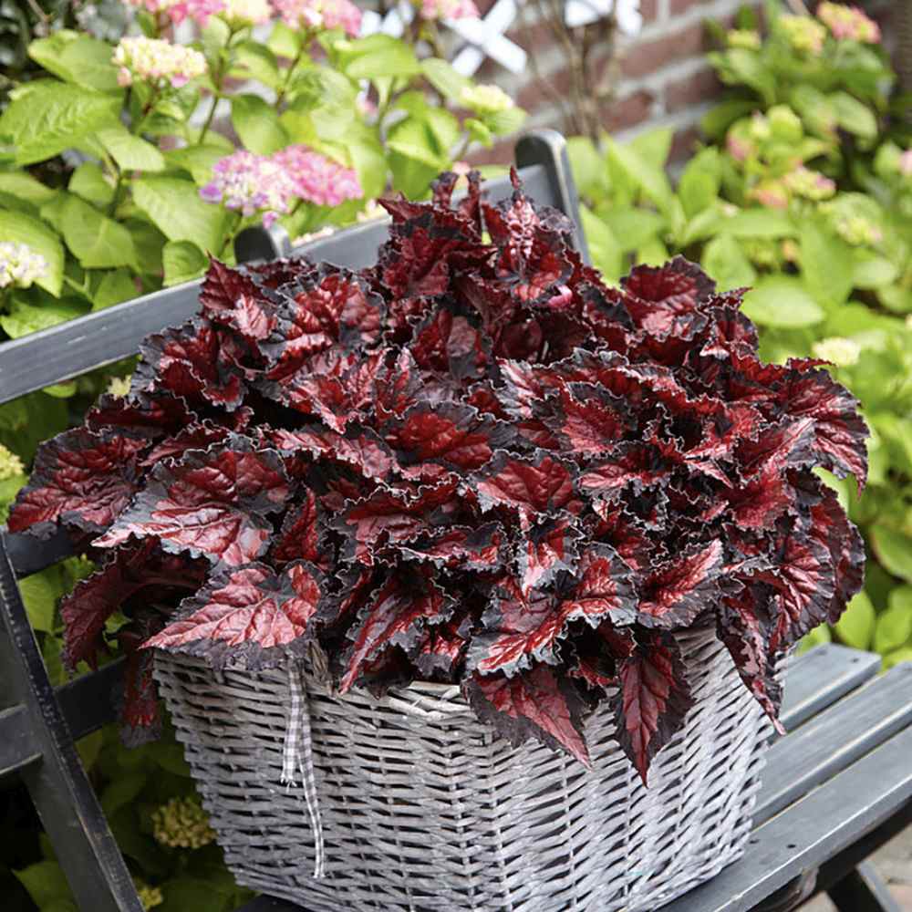 Begonia Inca Night, cu frunze decorative rosu cu negru