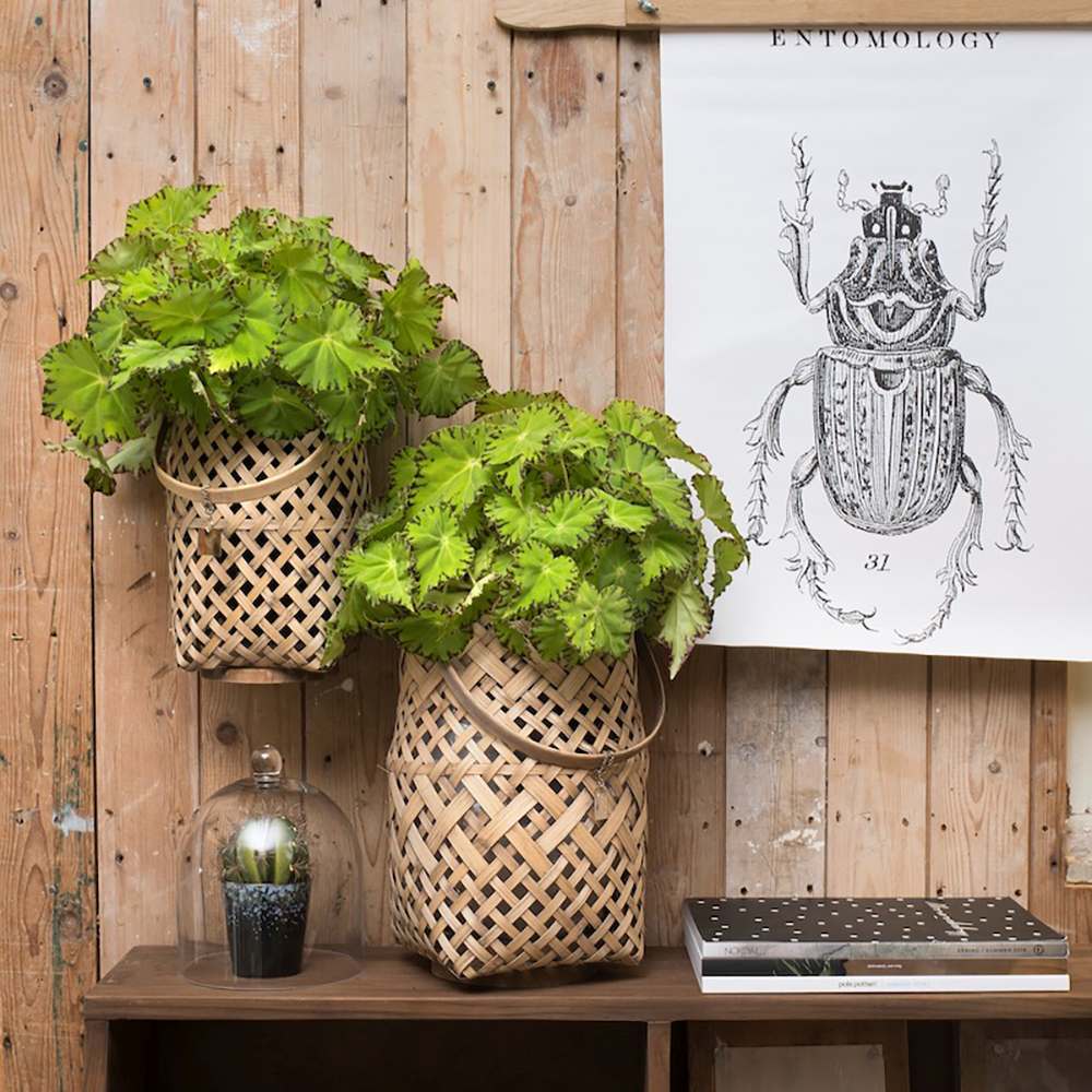 Begonia Lima Love, cu frunze decorative verzi lucioase