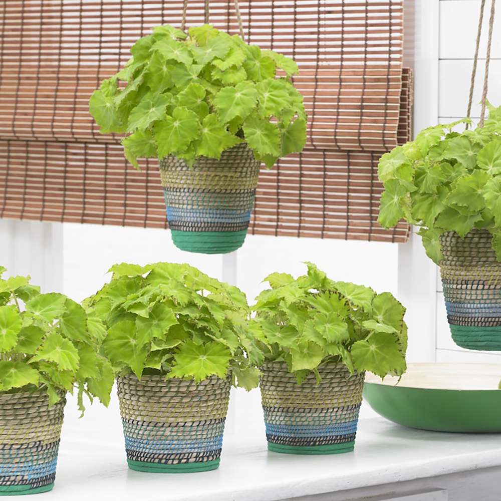 Begonia Lima Love, cu frunze decorative verzi lucioase