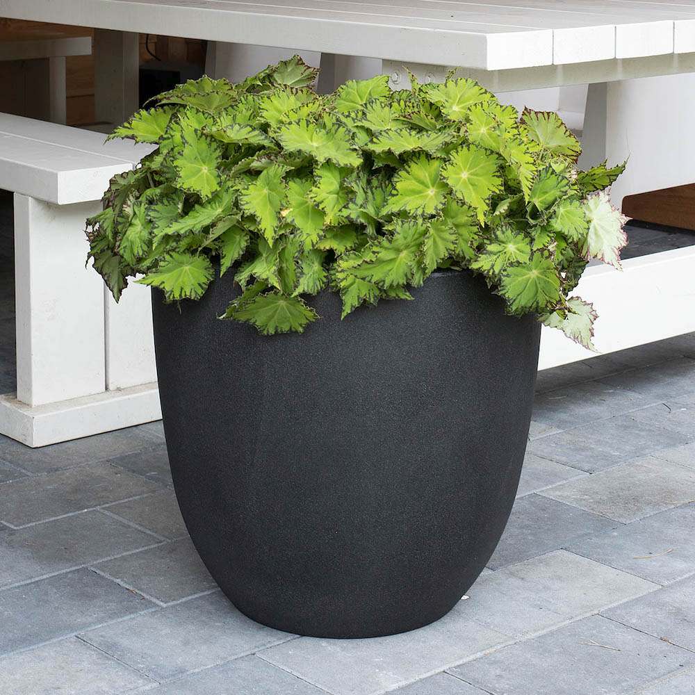 Begonia Lima Love, cu frunze decorative verzi lucioase