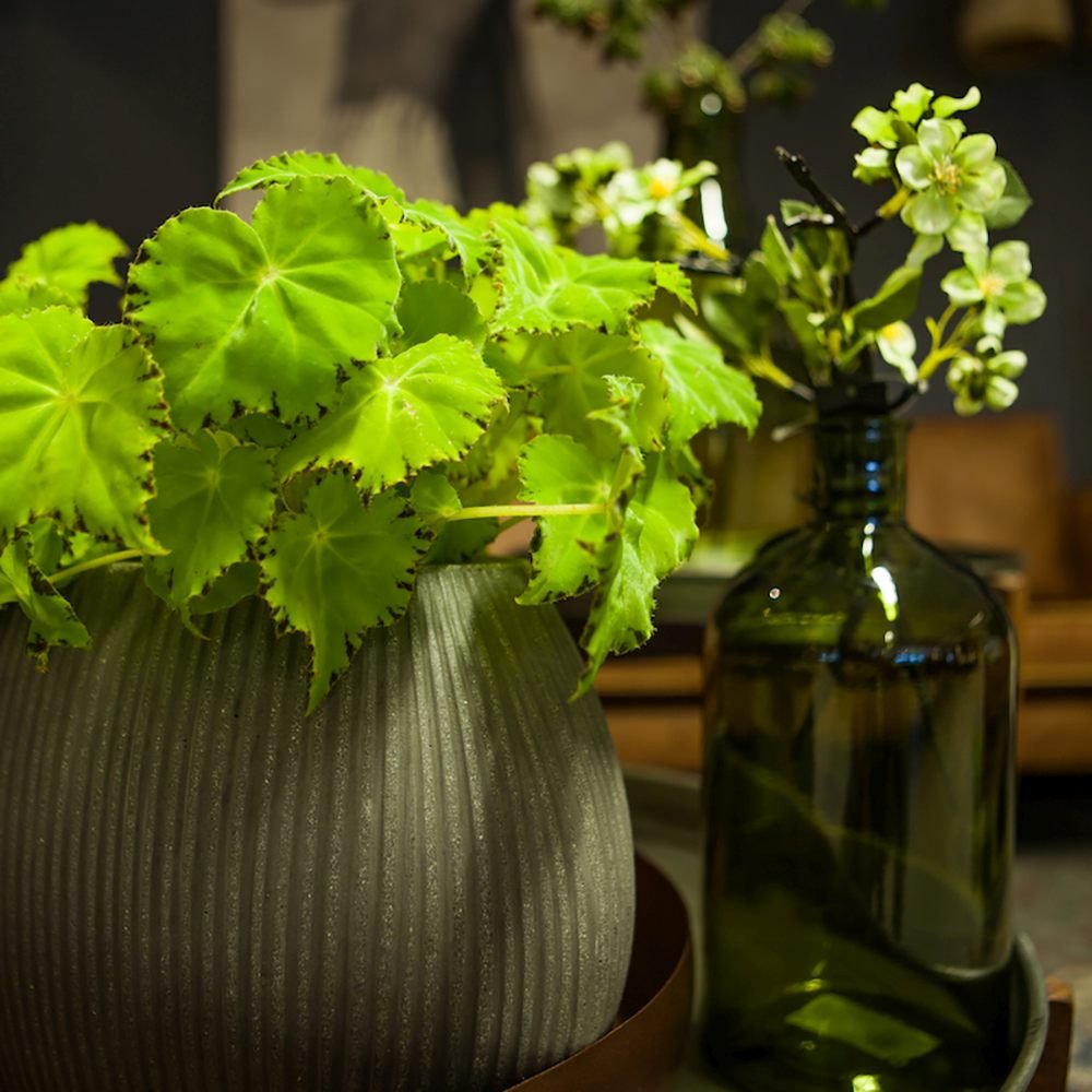 Begonia Lima Love, cu frunze decorative verzi lucioase