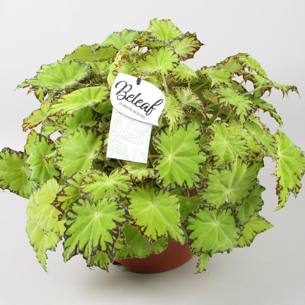 Begonia Lima Love, cu frunze decorative verzi lucioase