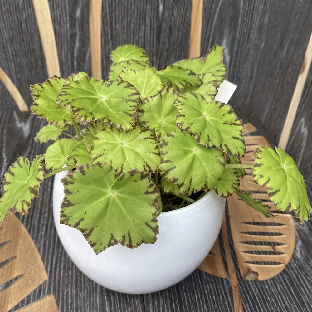 Begonia Lima Love, cu frunze decorative verzi lucioase