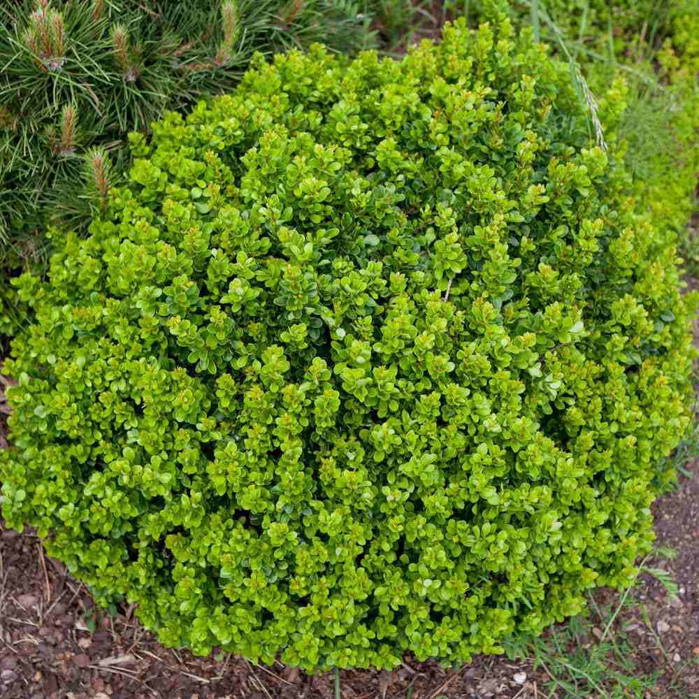 Berberis Japoneza Kobold, tarator, cu frunzis verde-emerald