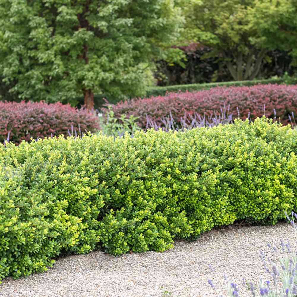 Berberis Japoneza Kobold, tarator, cu frunzis verde-emerald