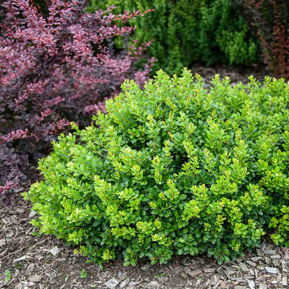 Berberis Japoneza Kobold, tarator, cu frunzis verde-emerald