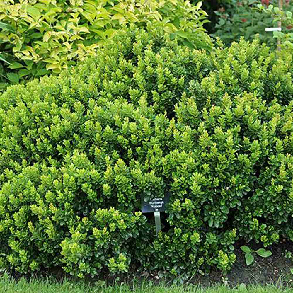 Berberis Japoneza Kobold, tarator, cu frunzis verde-emerald