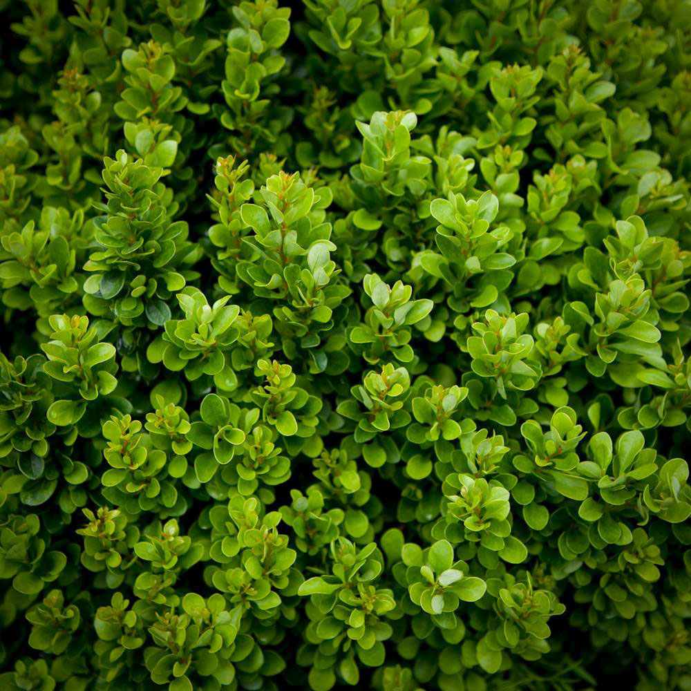 Berberis Japoneza Kobold, tarator, cu frunzis verde-emerald