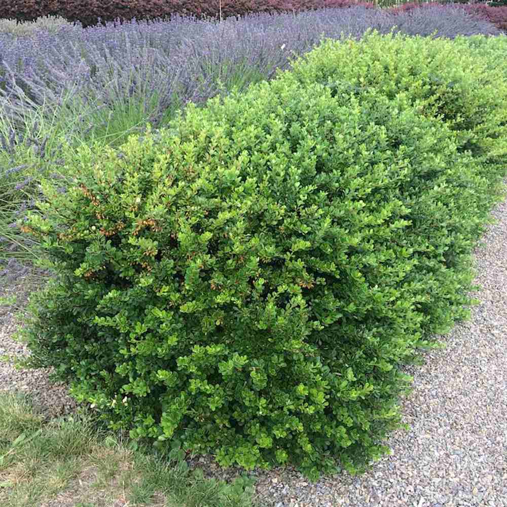 Berberis Japoneza Kobold, tarator, cu frunzis verde-emerald