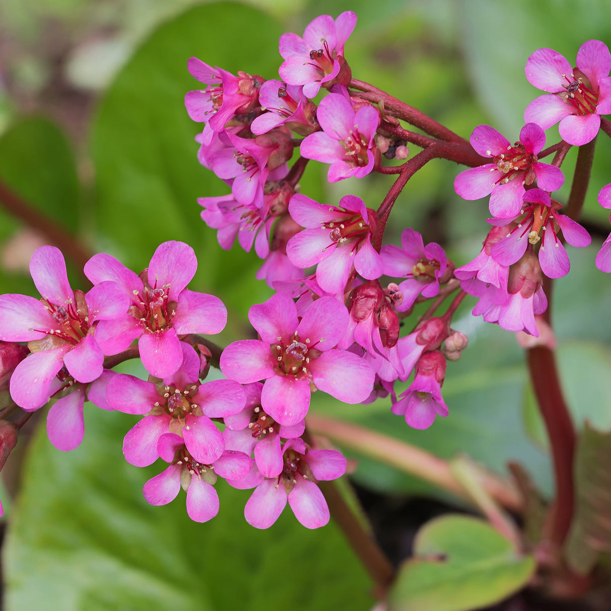 Bergenia Cordifolia Rotblum
